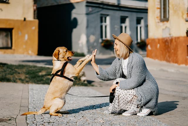 Essential Training Tips for New Dog Owners