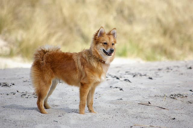 Essential Tips for Traveling with Pets