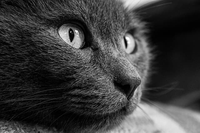 Les Meilleurs Accessoires pour Animaux - Guide d'Achat