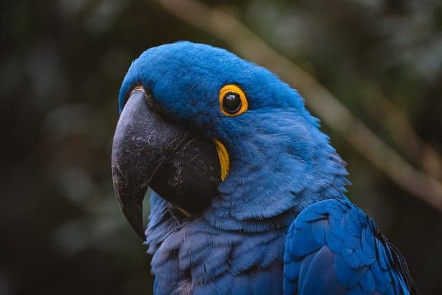 Your Ultimate Guide to Exotic Pets Care