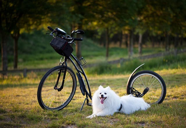The Ultimate Guide to Outdoor Exercise Gear for Dogs