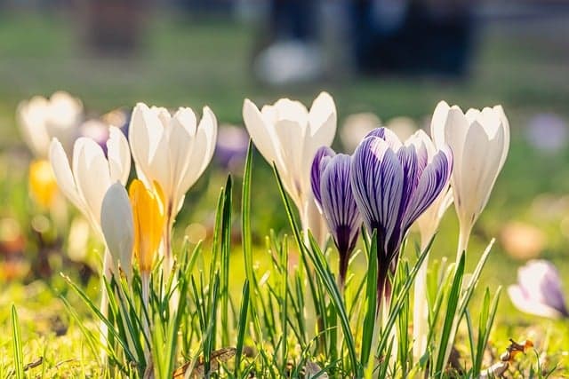 Guide d'achat complet sur les fleurs saisonnières